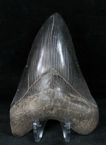 Glossy Lower Megalodon Tooth - Medway Sound #12292